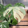 Monstera Thai Constelaction ( L ) — Monstera Thai Constellation precio Chile