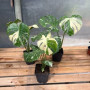 Monstera Thai Constelaction ( L ) — Monstera Thai Constellation precio Chile
