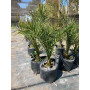 Palmera Phoenix / Fenix