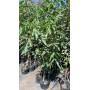 Árbol de Algodón (Gossypium arboreum)