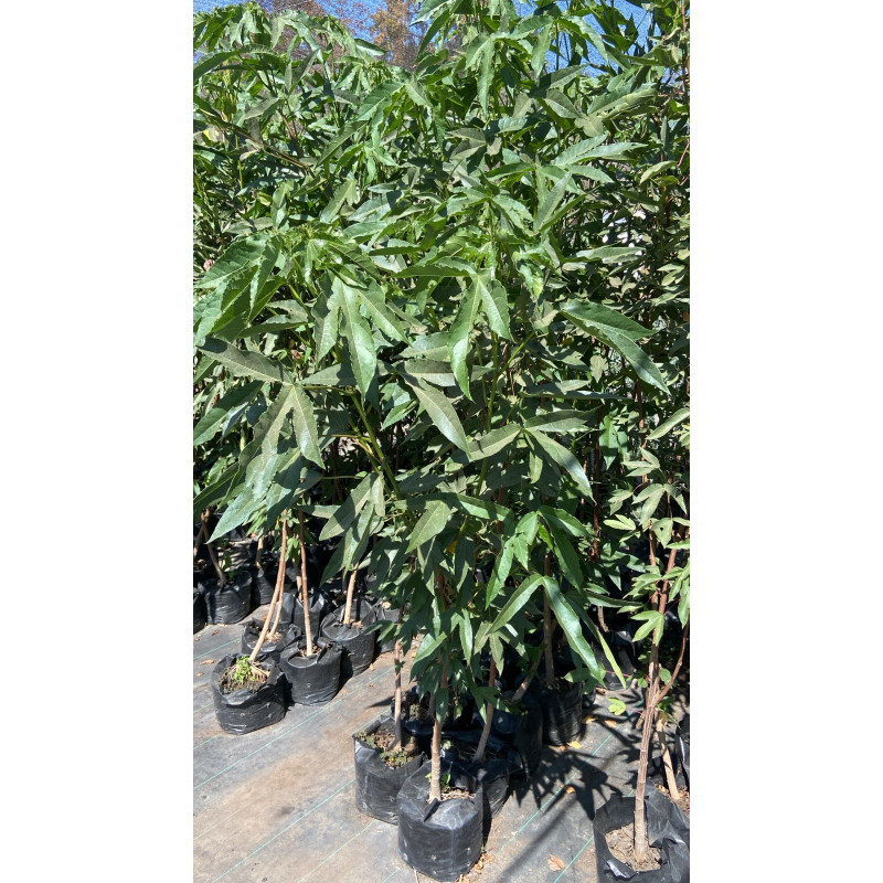 Árbol de Algodón (Gossypium arboreum)