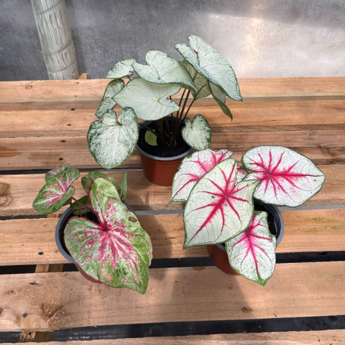 Caladium Variedades