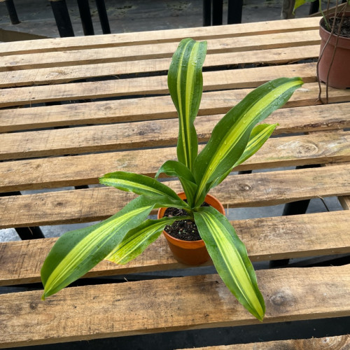 Dracena Fragans (Palo de Agua) — dracena fragans palo de agua comprar santiago