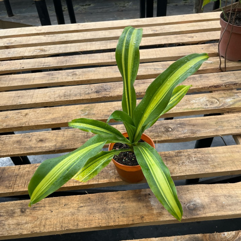 Dracena Fragans (Palo de Agua) — dracena fragans palo de agua comprar santiago