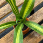 Dracena Fragans (Palo de Agua) — dracena fragans palo de agua comprar santiago