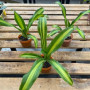 Dracena Fragans (Palo de Agua) — dracena fragans palo de agua comprar santiago