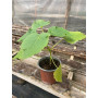Arbol Kiri / Paulownia