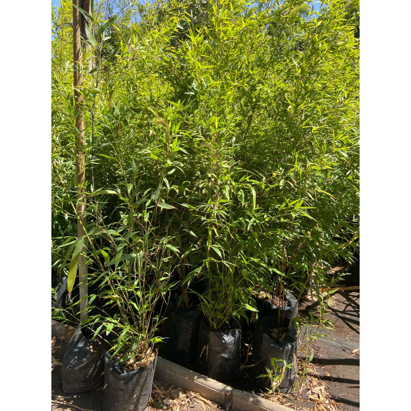 Bambu Negro