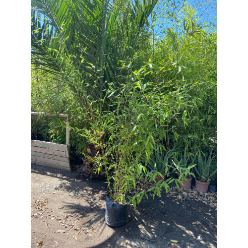 Bambu Verde