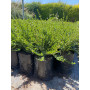 Ilex Crenata