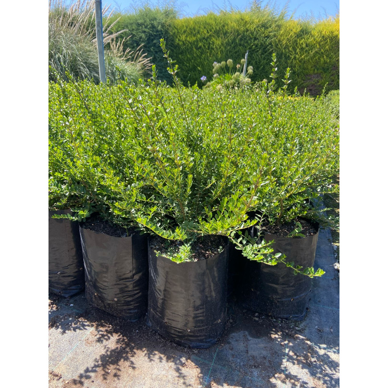 Ilex Crenata
