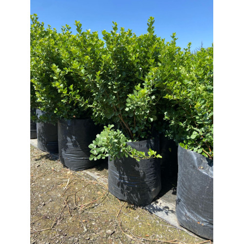 Rhus Crenata / Rush Crenata