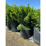 Rhus Crenata / Rush Crenata
