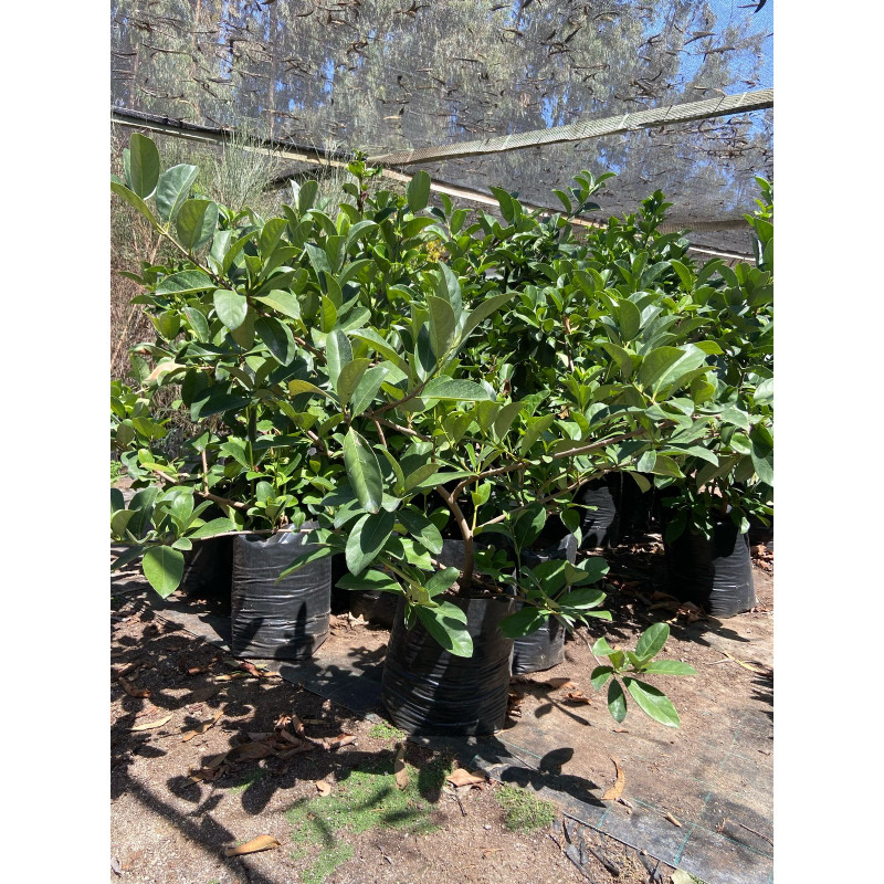 Viburnum Mascantha