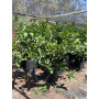 Viburnum Mascantha