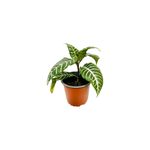 Aphelandra