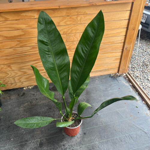 Anthurium Superbum XL