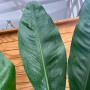 Anthurium Superbum XL