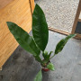 Anthurium Superbum XL
