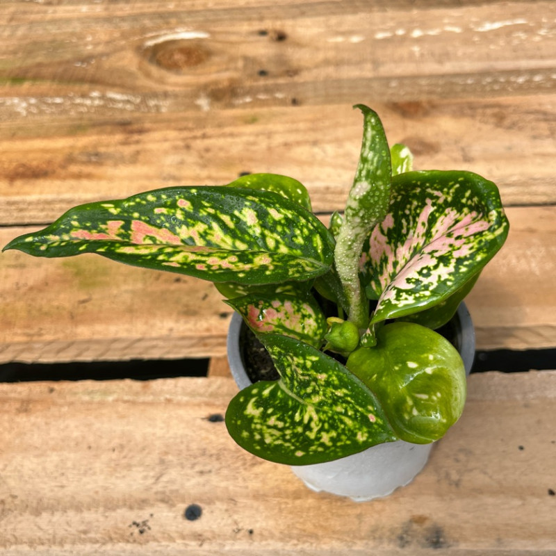 Aglaonema Anyamanee