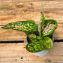 Aglaonema Anyamanee