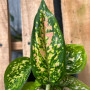 Aglaonema Anyamanee