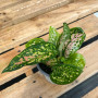 Aglaonema Anyamanee