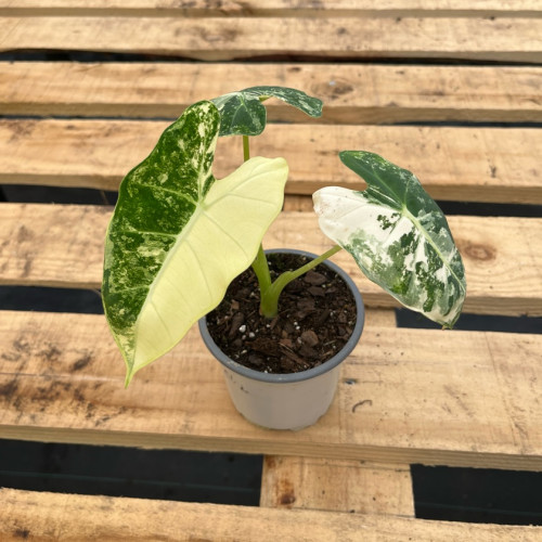 Alocasia Frydek Variegada TOP COLECCION