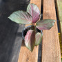 Calathea Picturata Silver Plate
