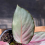 Calathea Picturata Silver Plate