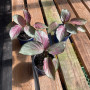 Calathea Picturata Silver Plate