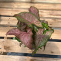 Singonio Pink Margarita Pass