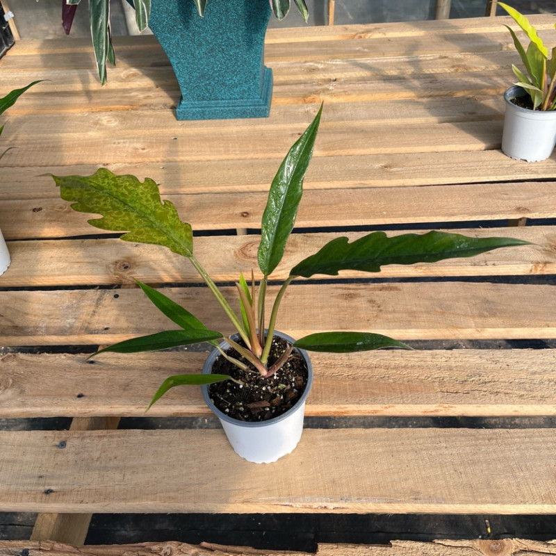 Philodendron Pluto