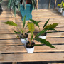 Philodendron Pluto