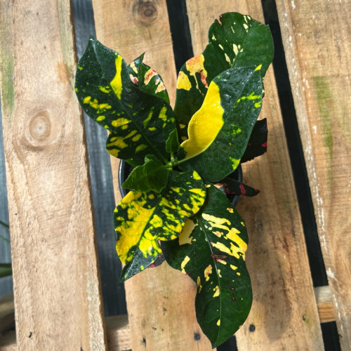 CROTON