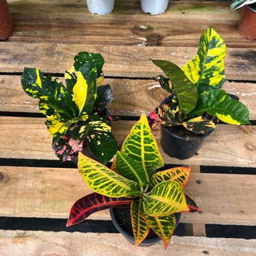 Croton