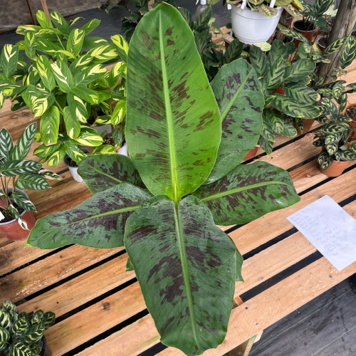 Musa ( Banano ) Tropical