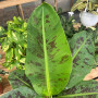 Musa ( Banano ) Tropical
