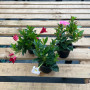 Dipladenia Mandevilla