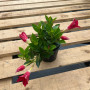 Dipladenia Mandevilla