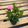 Dipladenia Mandevilla