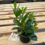 Dipladenia Mandevilla