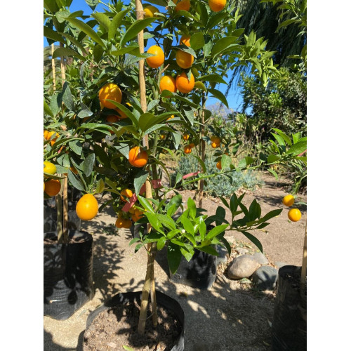 Citrus Mandarinquat
