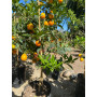 Citrus Mandarinquat