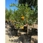 Citrus Mandarinquat