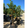 Citrus Mandarinquat