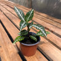 Aphelandra