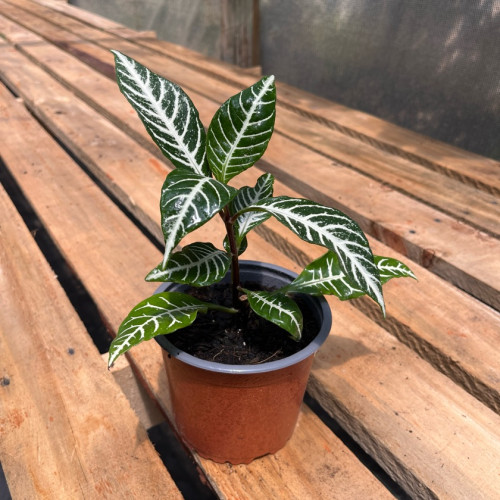 Aphelandra
