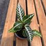 Aphelandra