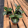 Aphelandra